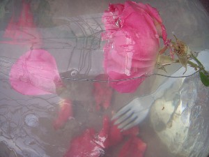éphémère fraicheur de la rose