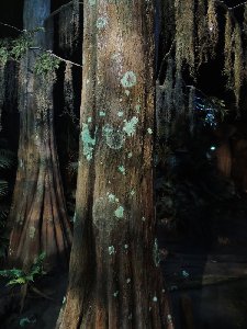 lichens