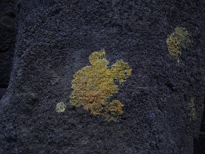 lichen sur rocher